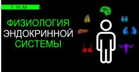 Физиология эндокринной системы. Щитовидная железа (Анастасия Семко)