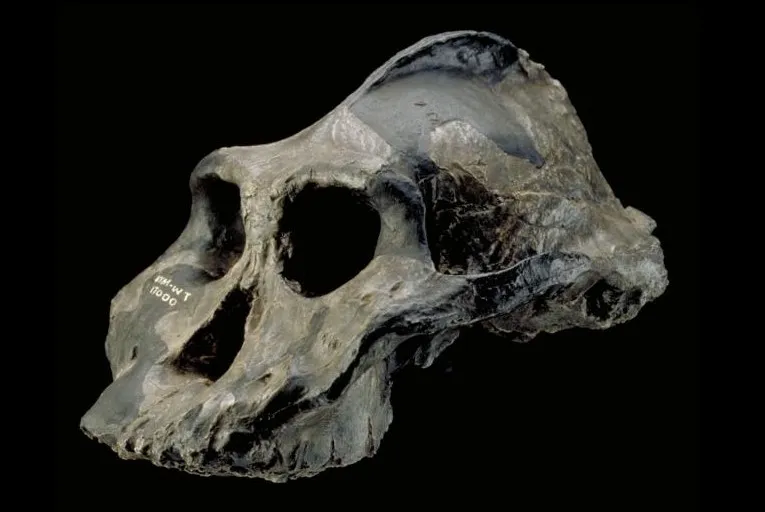 [Архэ] Австралопитеки — двуногие обезьяны. Парантропы — двуногие сенокосилки (Станислав Дробышевский)