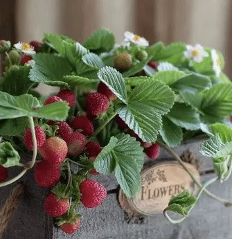Клубника из холодного фарфора (Наталья Желонкина)