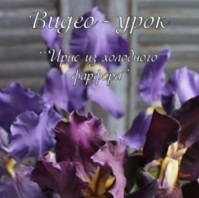 Видео-урок Ирис  из холодного фарфора (Инна Голубева)