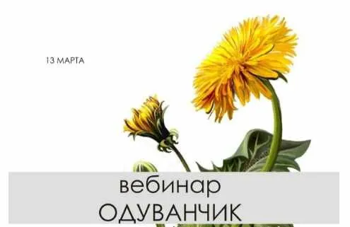 Одуванчик Полевой (Светлана Капцева)