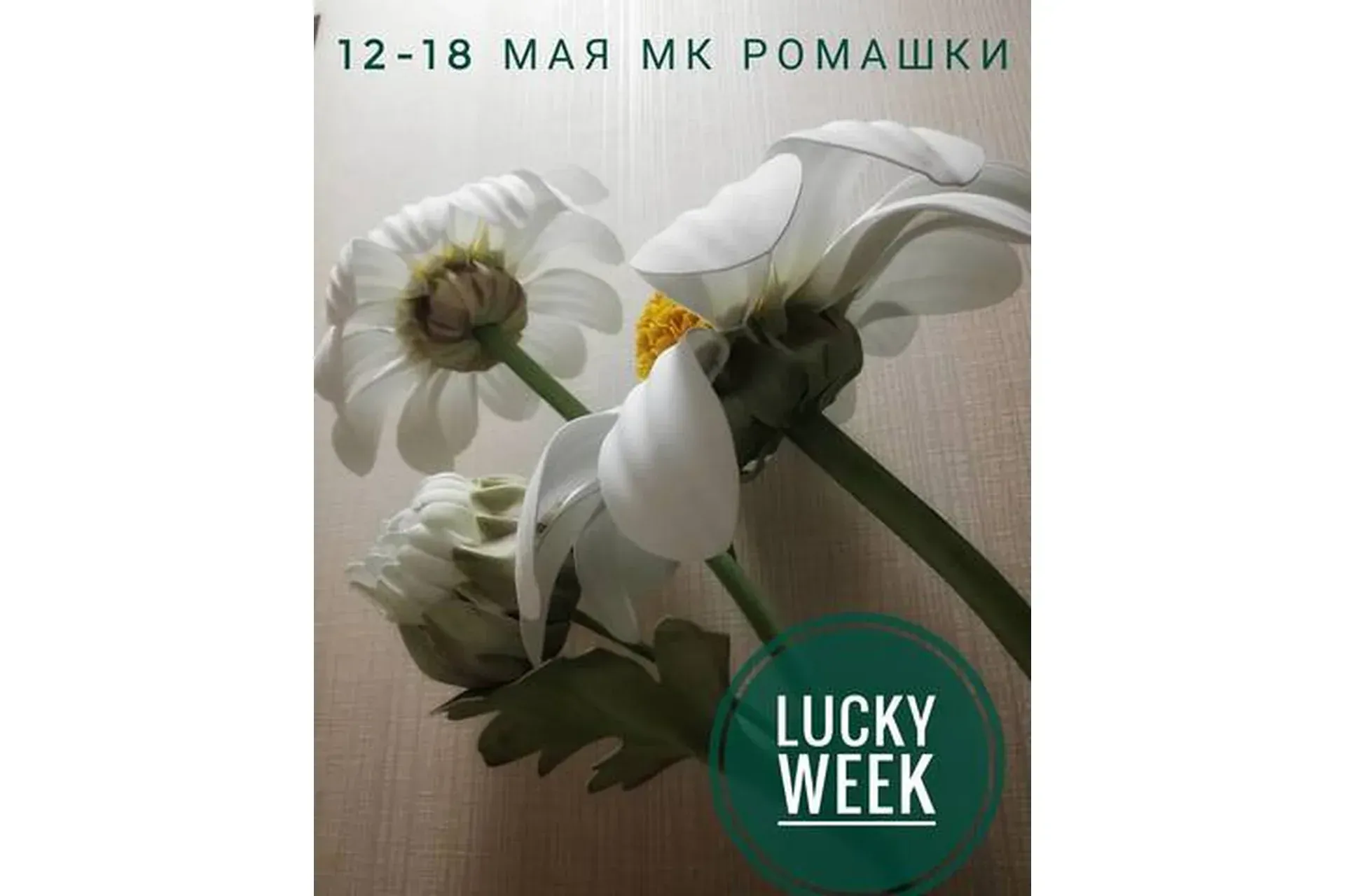 Полевые ромашки (Ирина Терновская)