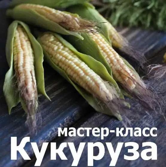Лепка из полимерной глины Молоденькая кукуруза  (Кристина Орловская)