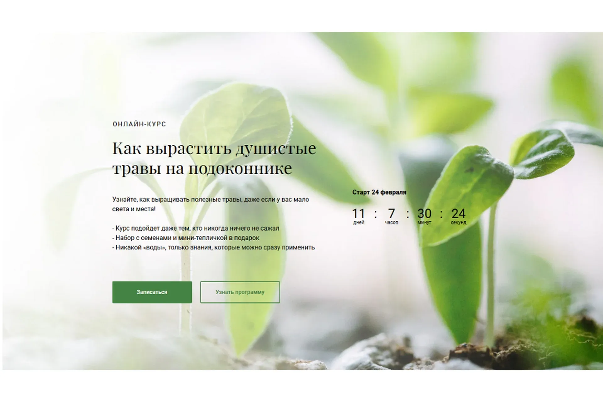 [Обитель] Как вырастить душистые травы на подоконнике (Яна Горбовская)