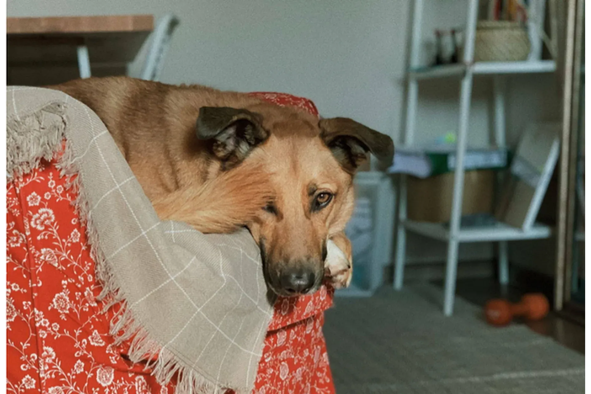 [Pi-Bo] Как научить собаку оставаться одной дома (Надя Пигарева, Оксана Тюльпинова)