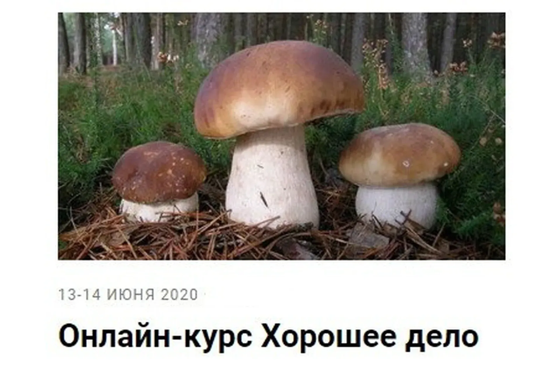 Хорошее дело (Елена Веселаго)