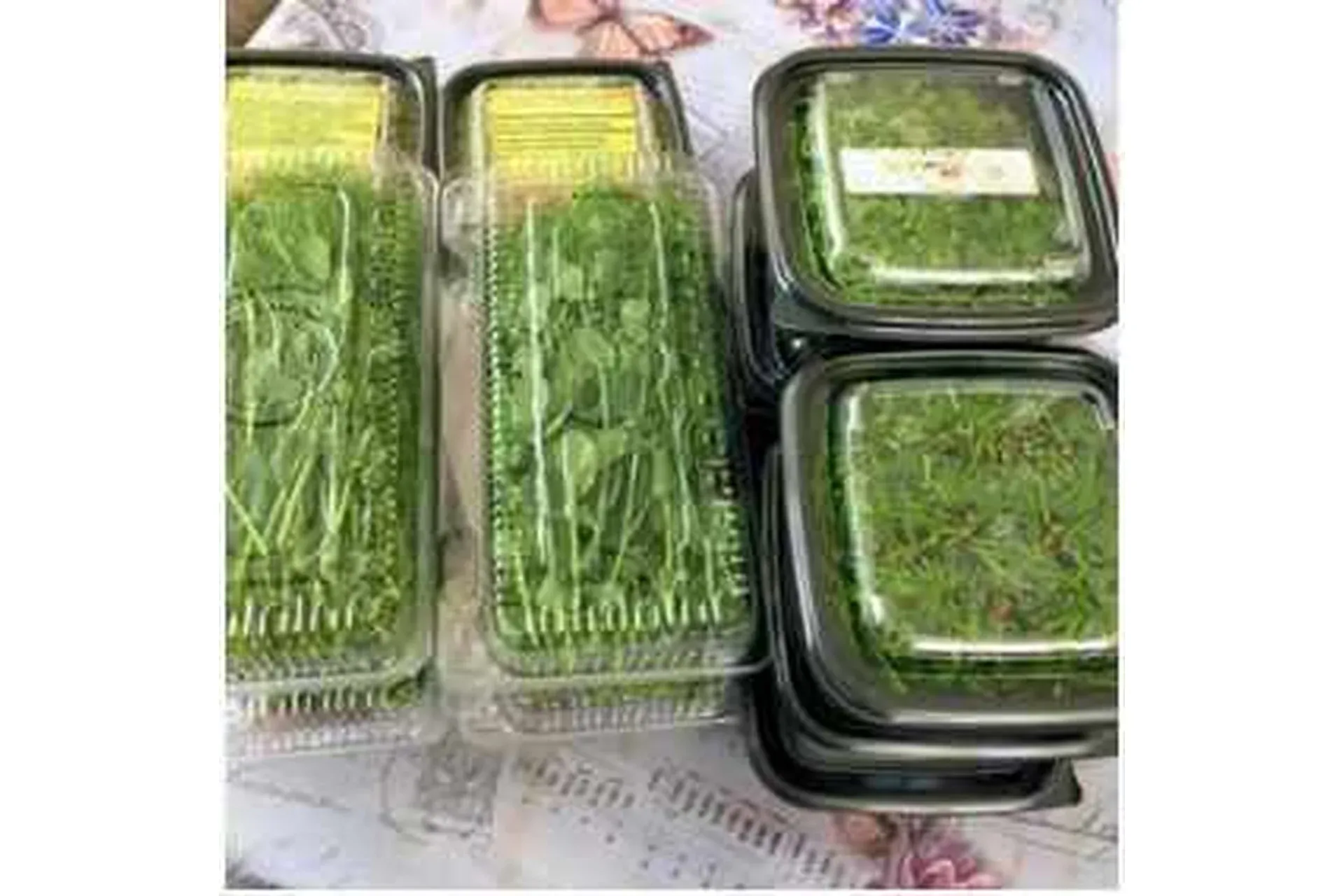 Микрозелень проростки, брокколи, редис (Николай Сабзир)