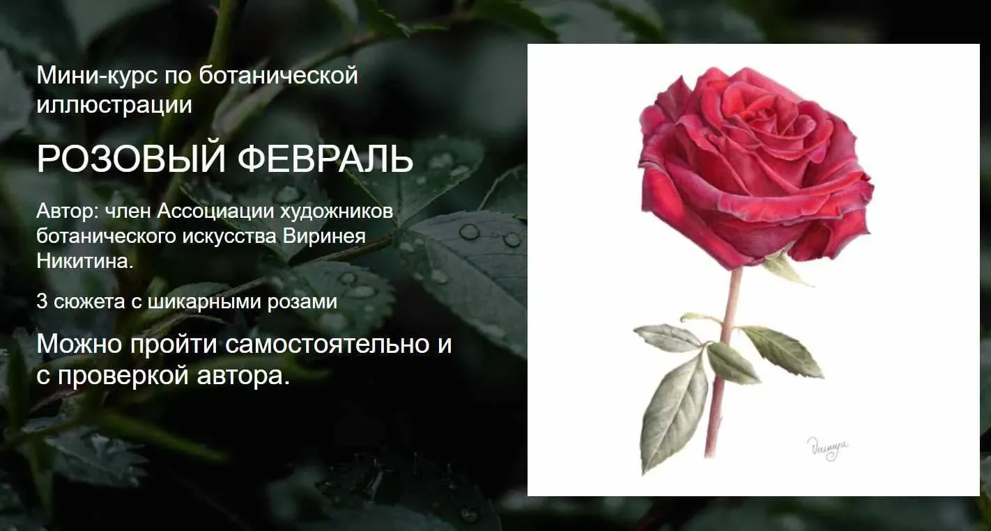 [Watermedia] Розовый февраль. Без проверки (Виринея Никитина)