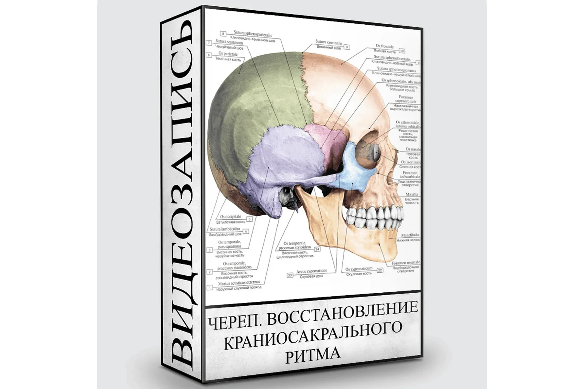 Череп. Восстановление краниосакрального ритма (Людмила Малышева)