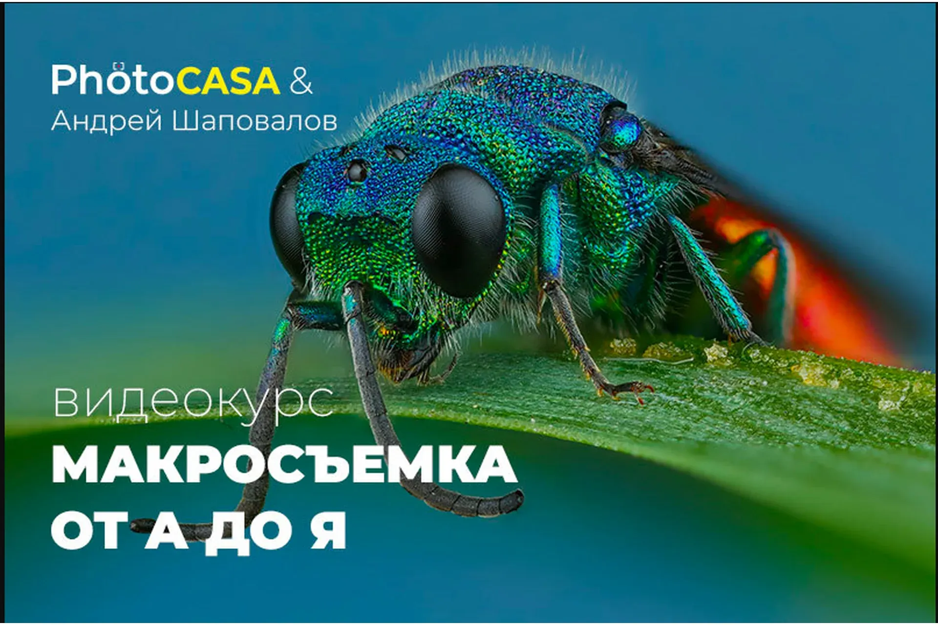 [Photocasa] Макросъемка от А до Я  (Андрей Шаповалов)