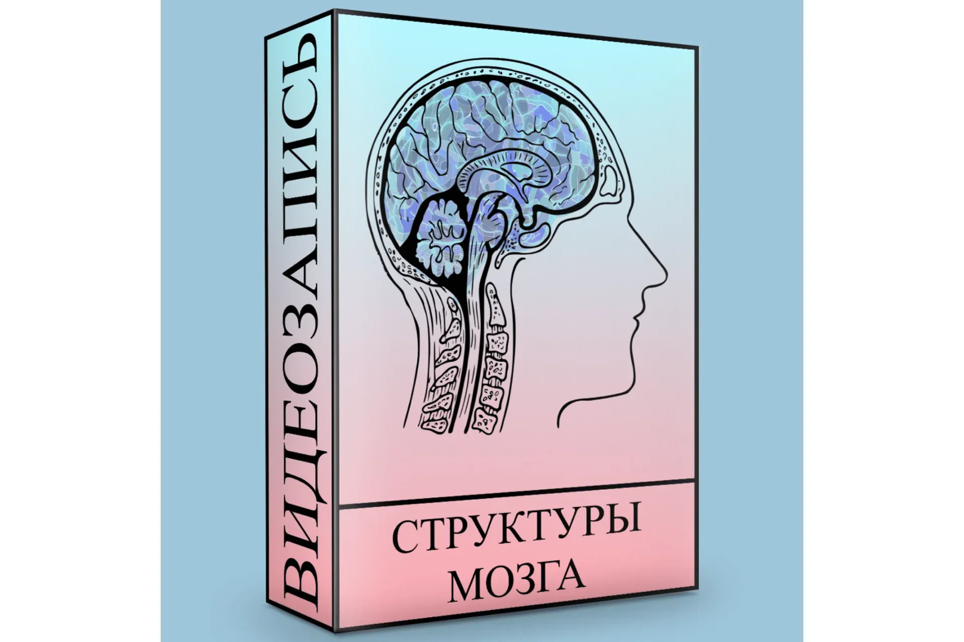 Структуры головного мозга (Людмила Малышева)