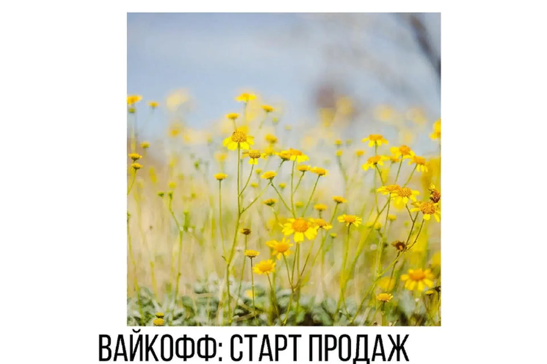 [Vesperfin] Курс по Вайкоффу и побарному анализу (Арина Веспер)